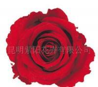 優(yōu)質(zhì)玫瑰永恒的饋贈 保鮮花在禮品工藝與養(yǎng)老服務(wù)中的多元價值