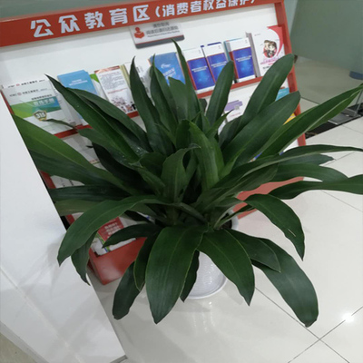 電子商務如何推動綿陽綠植租賃與禮品花卉銷售的發(fā)展