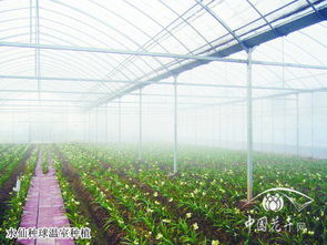 施家花廂 崇明水仙的傳承與創新