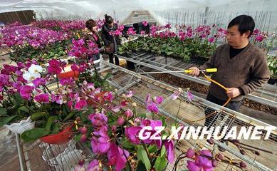 貴陽 禮品花卉銷售熱潮涌動，助推產(chǎn)業(yè)繁榮新篇章